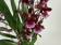 Burrageara Barrocco Red (3-4 Rispen)
