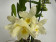 Dendrobium Sunny Dream (2 Rispen)