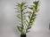 Dendrobium Sunny Dream (2 Rispen)