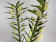 Dendrobium Sunny Dream (2 Rispen)