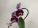 Phalaenopsis Swan 'Red' (1 Rispe, inkl. Übertopf)