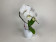 Phalaenopsis Swan 'White' (1 Rispe, inkl. Übertopf)