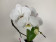Phalaenopsis Swan 'White' (1 Rispe, inkl. Übertopf)