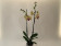 Phalaenopsis Golden Splash (2 Rispen)