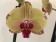 Phalaenopsis Golden Splash (2 Rispen)