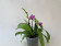 Phalaenopsis Dora Blue (1 Rispenansatz)