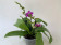 Phalaenopsis Dora Blue (1 Rispenansatz)