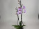 Phalaenopsis Spotted World 'Kizz' (2 Rispen)