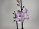 Phalaenopsis Spotted World 'Kizz' (2 Rispen)