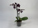 Phalaenopsis Aliyah 'Black' (2 Rispen)