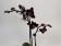 Phalaenopsis Aliyah 'Black' (2 Rispen)