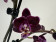 Phalaenopsis Aliyah 'Black' (2 Rispen)