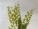 Zygostates lunata x obliqua