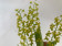 Zygostates lunata x obliqua