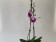 Phalaenopsis Ping Pong (2 Rispen)