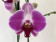 Phalaenopsis Ping Pong (2 Rispen)