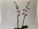Phalaenopsis Goya (2 Rispen)