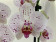 Phalaenopsis Goya (2 Rispen)