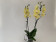 Phalaenopsis Golden Harvest (2 Rispen)