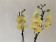 Phalaenopsis Golden Harvest (2 Rispen)