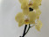 Phalaenopsis Golden Harvest (2 Rispen)