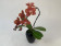 Phalaenopsis Swan 'Orange' (1 Rispe, inkl. Übertopf)