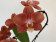 Phalaenopsis Swan 'Orange' (1 Rispe, inkl. Übertopf)