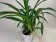 Brassia-Sortiment (3 Arten: gireoudiana, maculata, verrucosa)