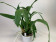 Brassia-Sortiment (3 Arten: gireoudiana, maculata, verrucosa)