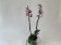 Phalaenopsis Strawberry Ice Cream 'Peloric' (2 Rispen)
