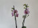 Phalaenopsis Strawberry Ice Cream 'Peloric' (2 Rispen)