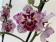 Phalaenopsis Strawberry Ice Cream 'Peloric' (2 Rispen)