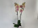 Phalaenopsis Charming Cream 'Kizz' (2 Rispen)