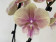 Phalaenopsis Charming Cream 'Kizz' (2 Rispen)