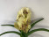 Vanda Yellow Henna (in Knospe/Blüte)