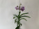Vanda Dark Purple Spots (in Blüte / Knospe)