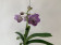 Vanda Dark Purple Spots (in Blüte / Knospe)