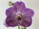 Vanda Dark Purple Spots (in Blüte / Knospe)