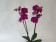 Phalaenopsis Lehnhardt 'Kizz' (2 Rispen)