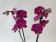 Phalaenopsis Lehnhardt 'Kizz' (2 Rispen)