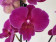 Phalaenopsis Lehnhardt 'Kizz' (2 Rispen)