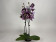 Phalaenopsis Elegant 'Debora' 'Kizz' (2 Rispen)