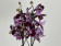 Phalaenopsis Elegant 'Debora' 'Kizz' (2 Rispen)