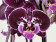 Phalaenopsis Elegant 'Debora' 'Kizz' (2 Rispen)