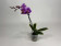 Phalaenopsis Miki Pink Fox 'variegata'