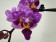 Phalaenopsis Miki Pink Fox 'variegata'