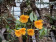 Dendrobium aggregatum