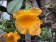 Dendrobium aggregatum