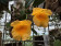 Dendrobium aggregatum