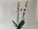 Phalaenopsis Mountion (2 Rispen)
